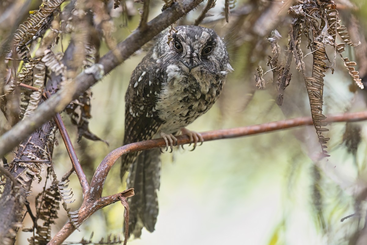 Mountain Owlet-nightjar - ML626495056