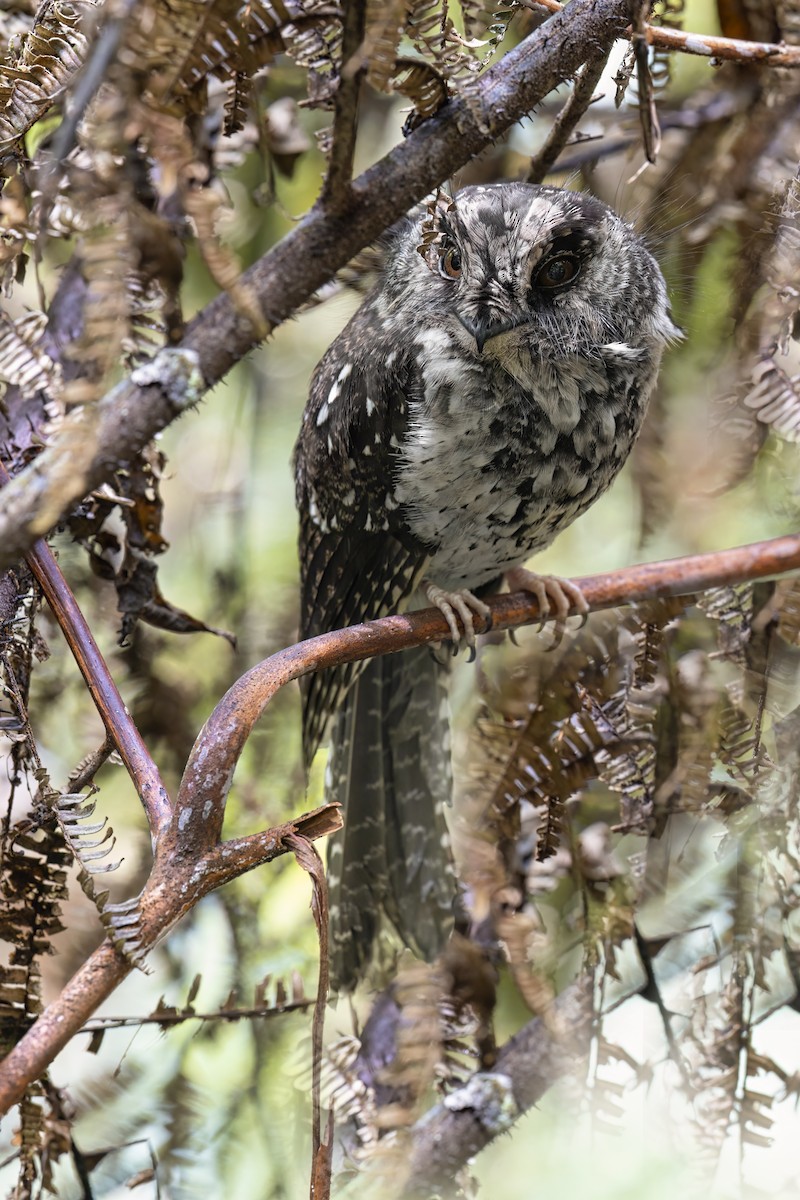 Mountain Owlet-nightjar - ML626495057