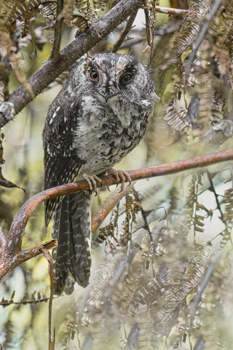 Mountain Owlet-nightjar - ML626495058