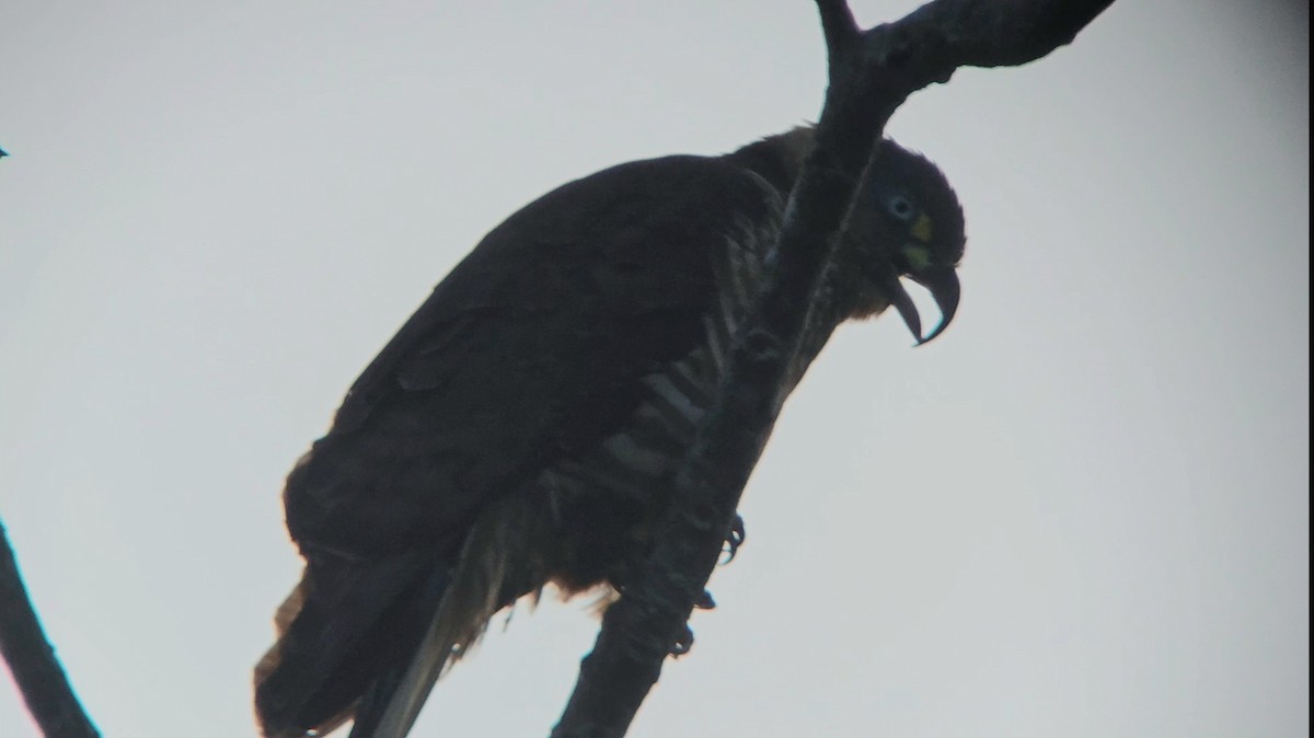 Hook-billed Kite - ML626495220