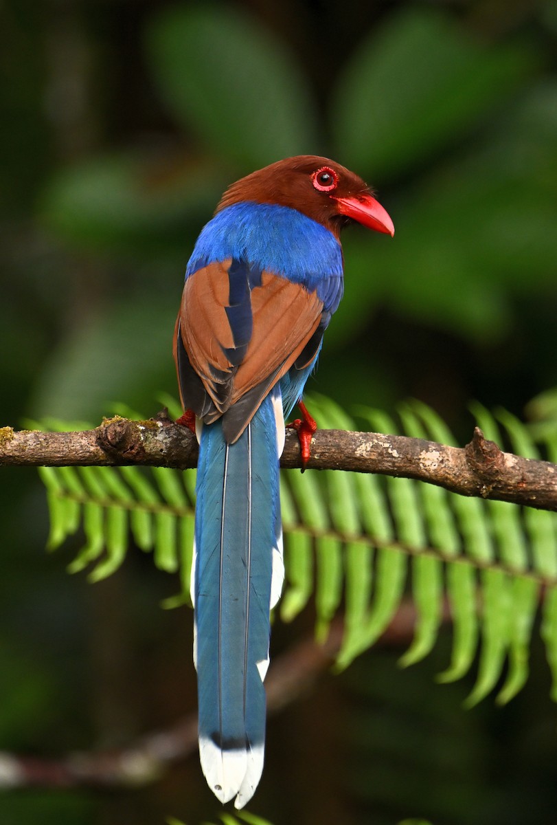 Sri Lanka Blue-Magpie - ML626495239