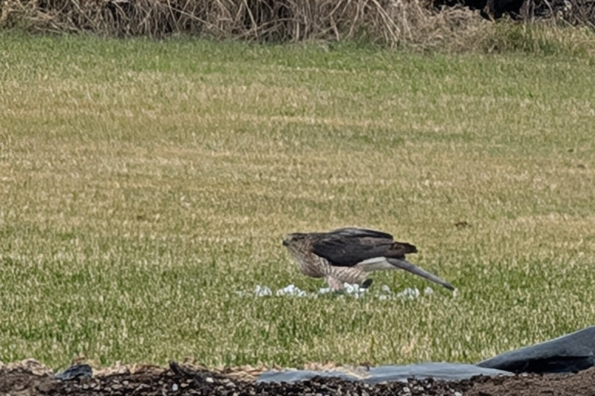 Cooper's Hawk - ML626495522