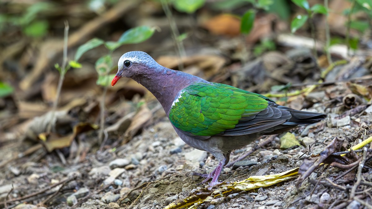 Asian Emerald Dove - ML626495575