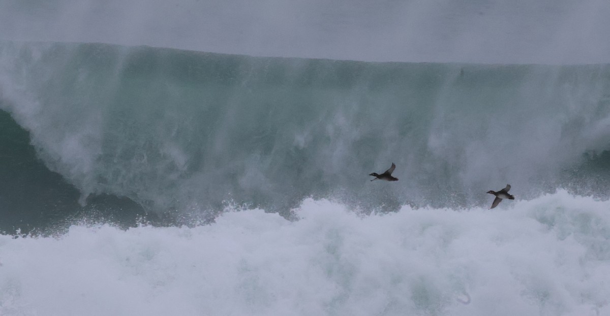 Surf Scoter - ML626495949