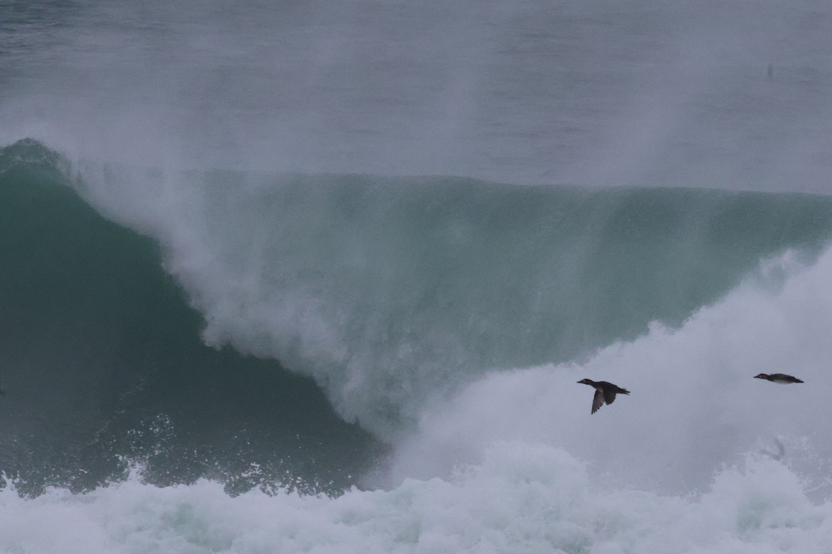 Surf Scoter - ML626495952