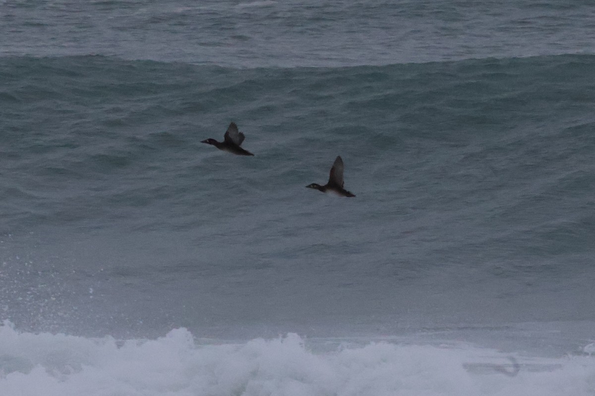 Surf Scoter - ML626495961