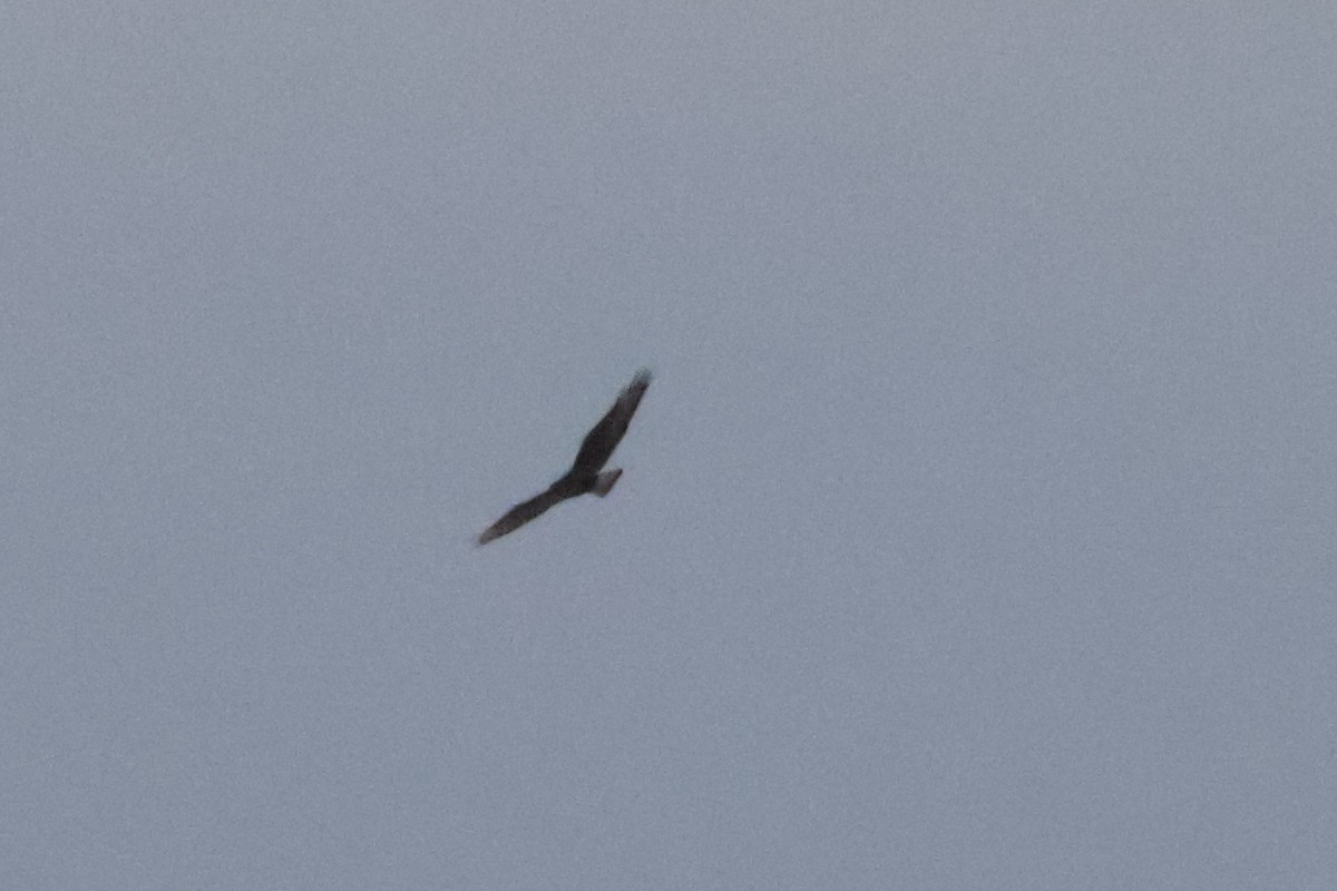 Ferruginous Hawk - ML626495980