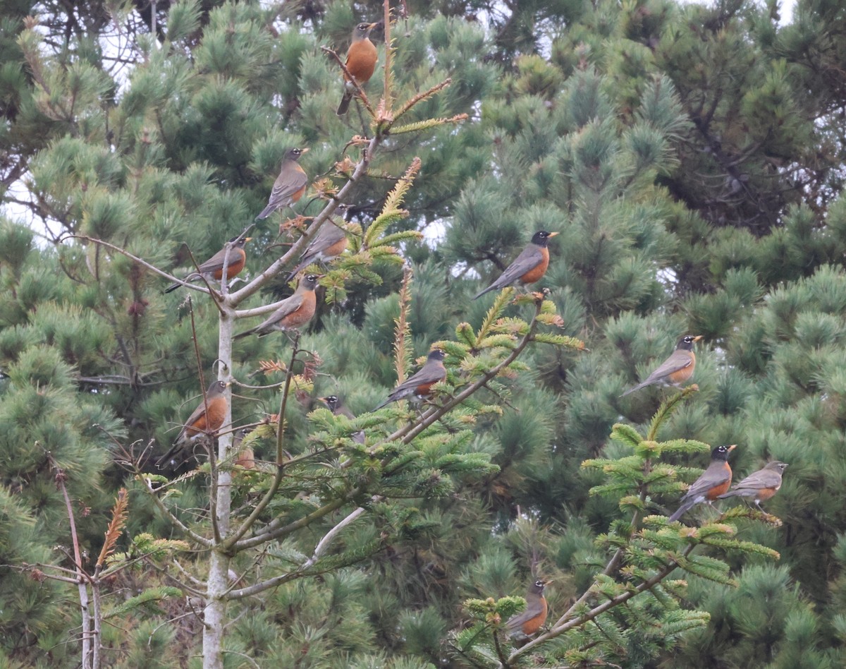 American Robin - ML626495988