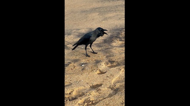 House Crow - ML626496030