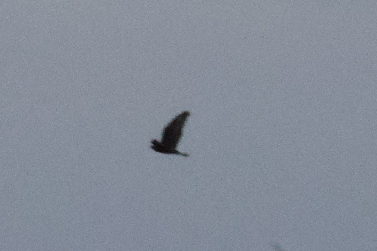 Ferruginous Hawk - ML626496087