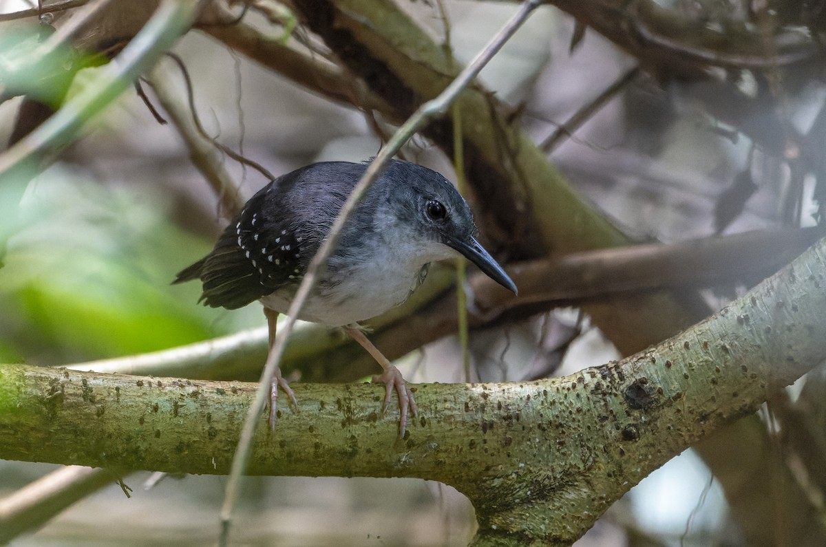 Silvered Antbird - ML626496215