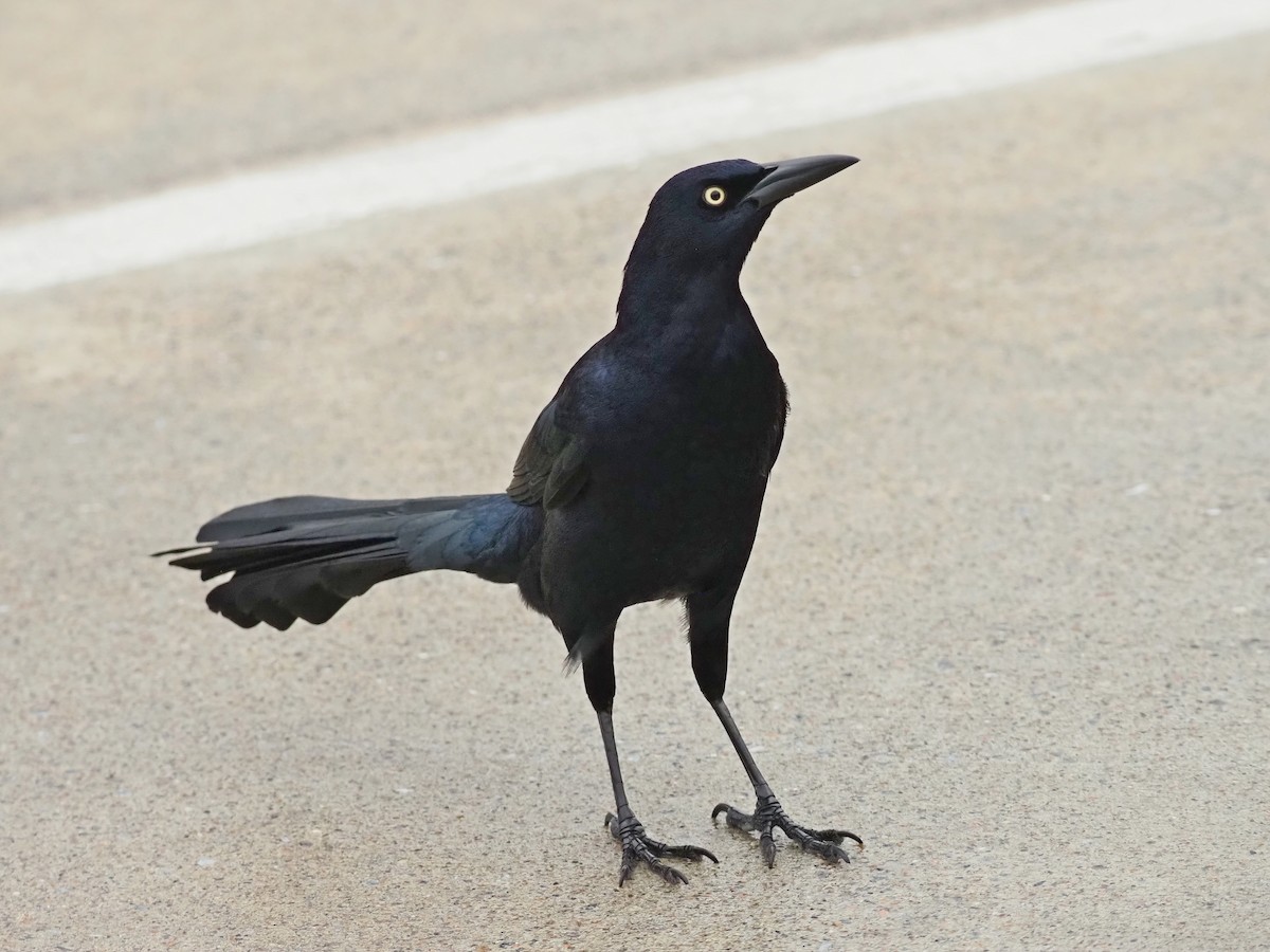 Great-tailed Grackle - ML626496216