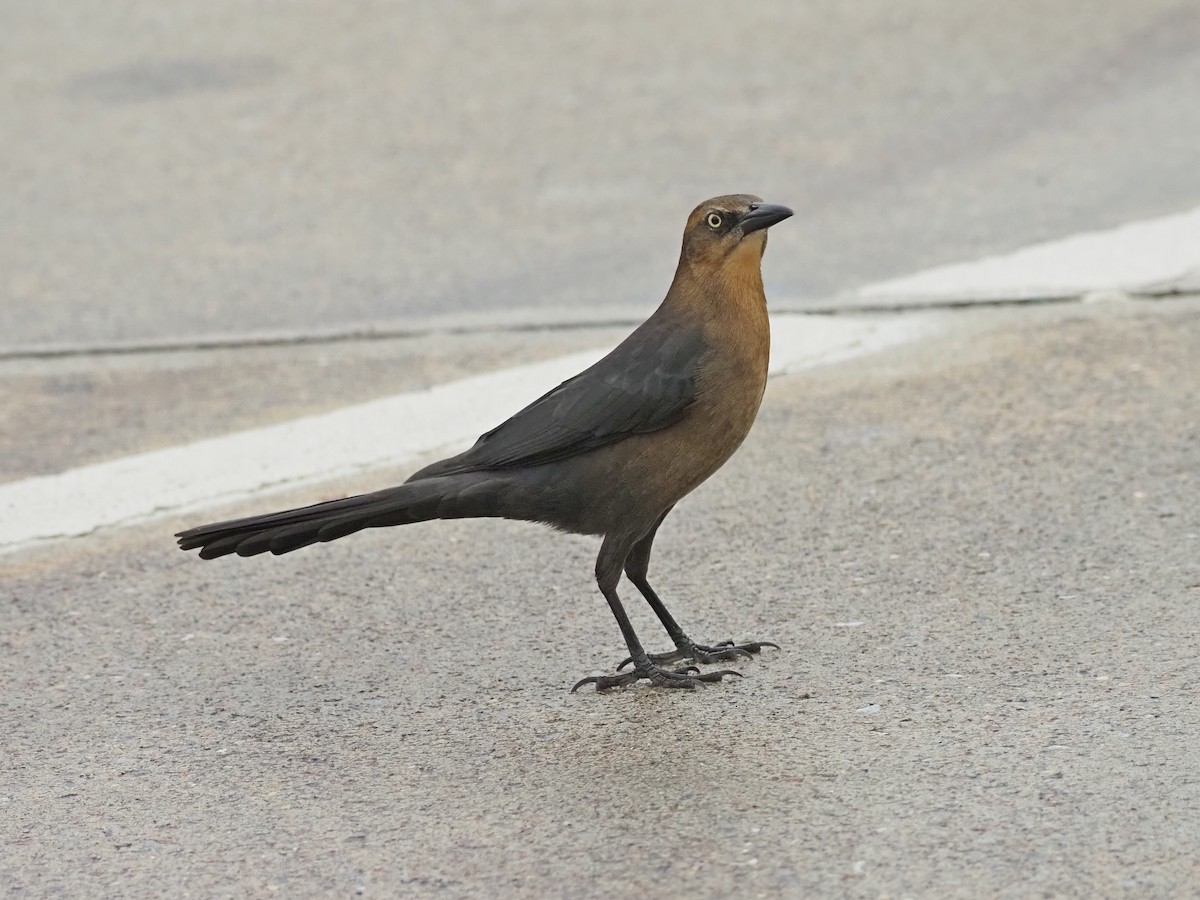 Great-tailed Grackle - ML626496218
