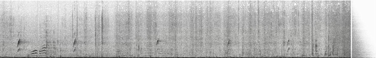 Mérulaxe noirâtre (latrans) - ML626496302