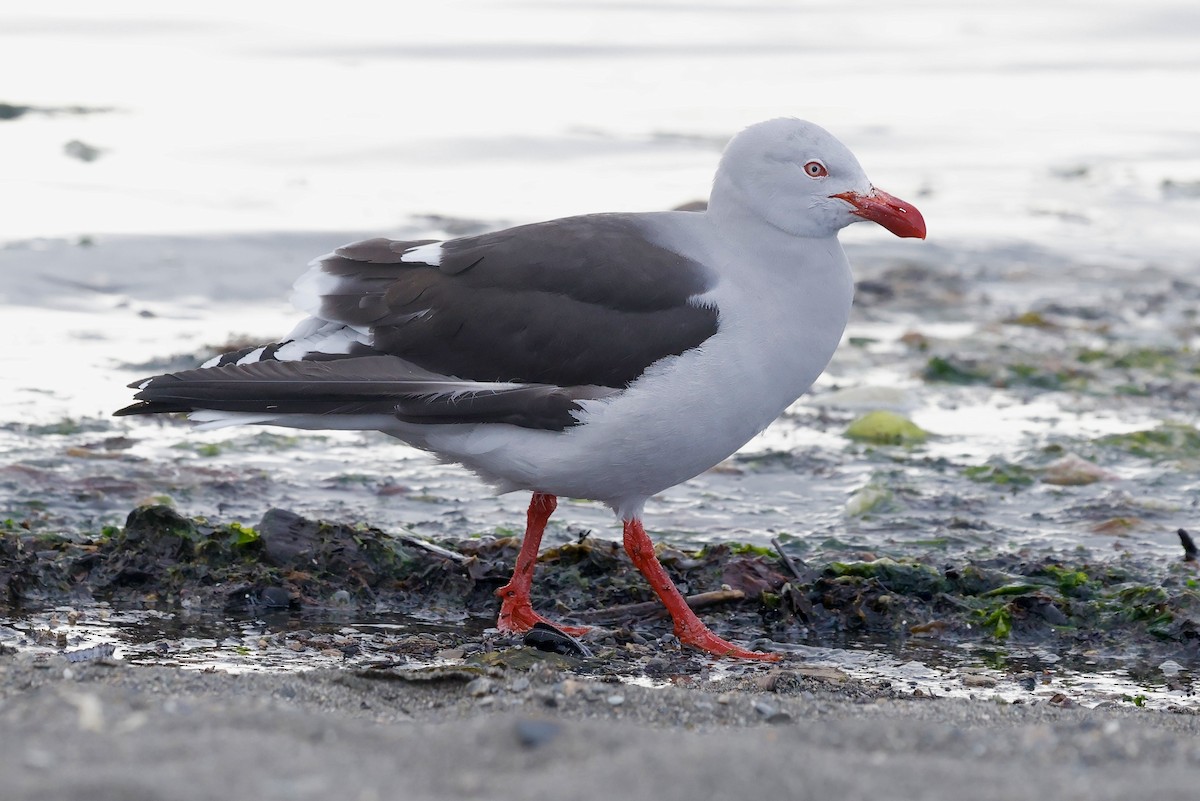 Dolphin Gull - ML626496570