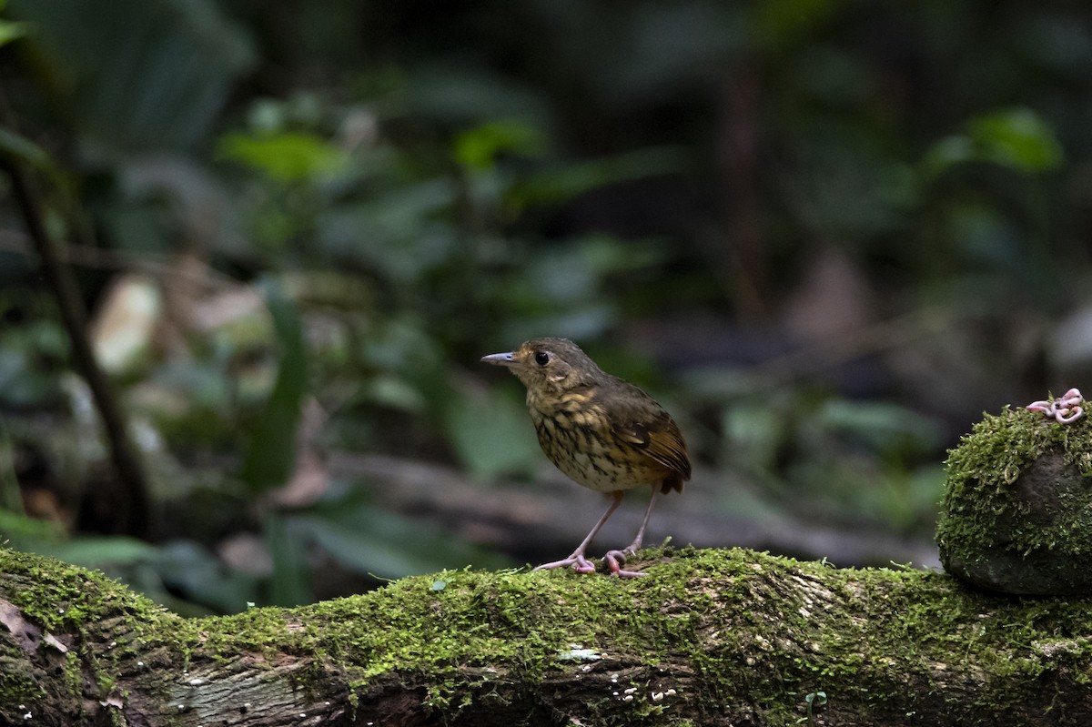 Amazonian Antpitta - ML626496736