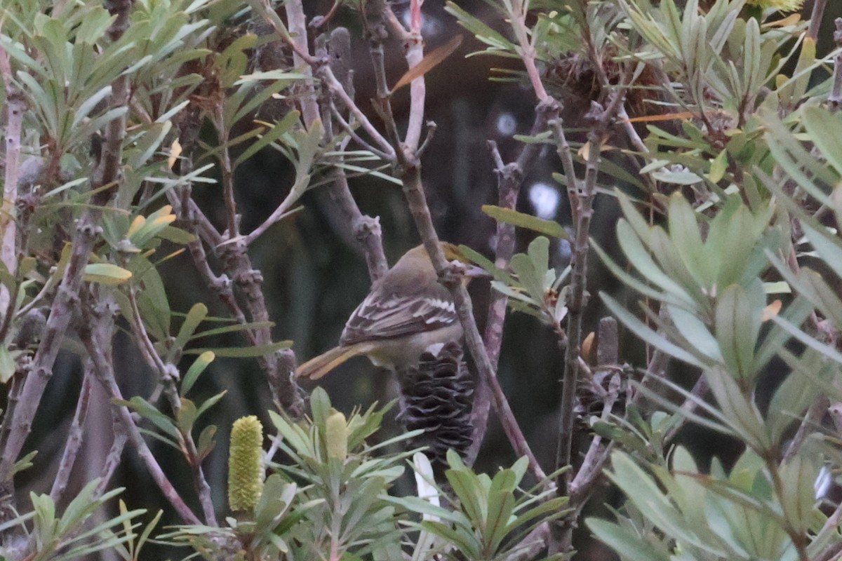Bullock's Oriole - ML626496845
