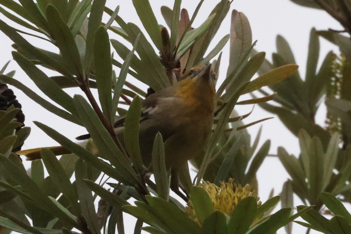 Bullock's Oriole - ML626496847
