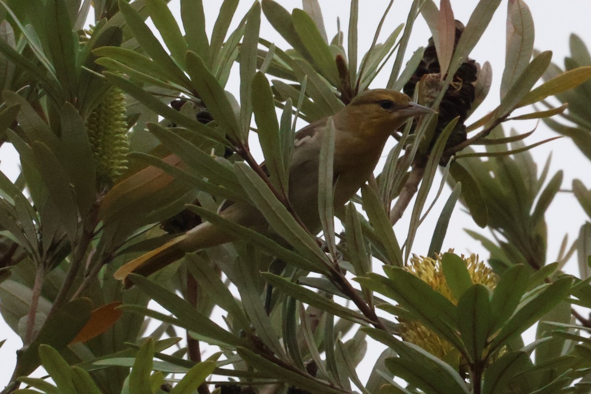 Bullock's Oriole - ML626496848