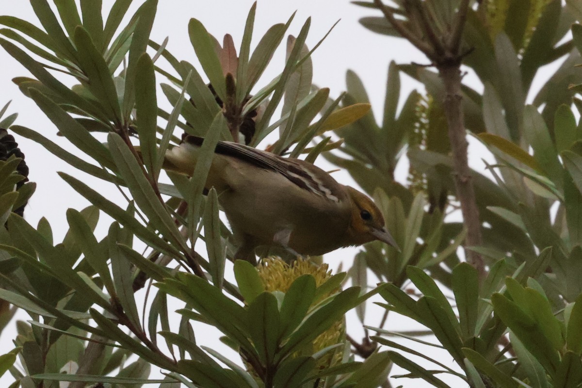 Bullock's Oriole - ML626496851