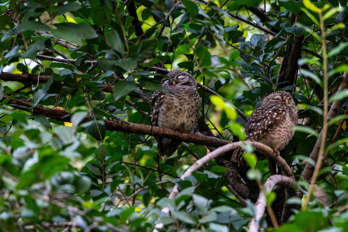 Spotted Owlet - ML626497379