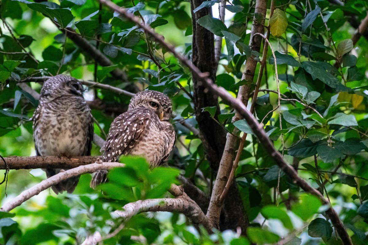 Spotted Owlet - ML626497380