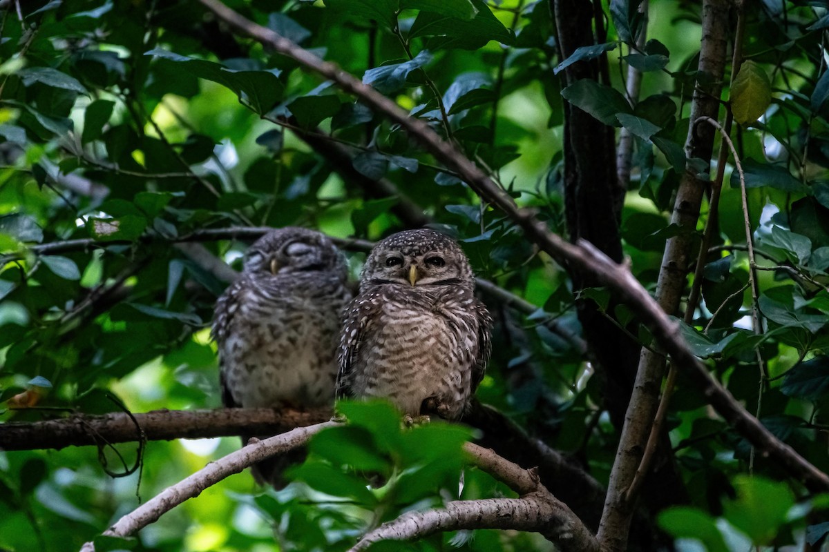 Spotted Owlet - ML626497381