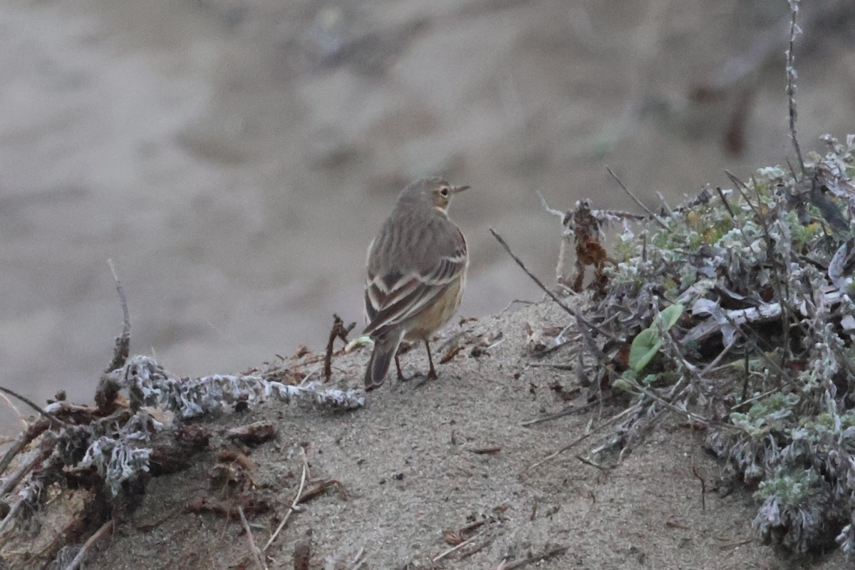 American Pipit - ML626497418