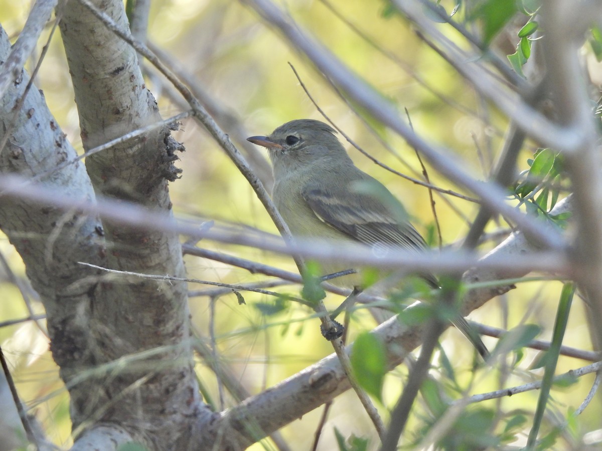 Northern Beardless-Tyrannulet - ML626497453