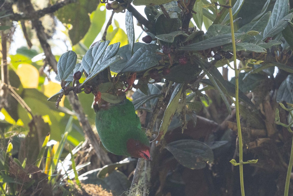 Grass-green Tanager - ML626497500