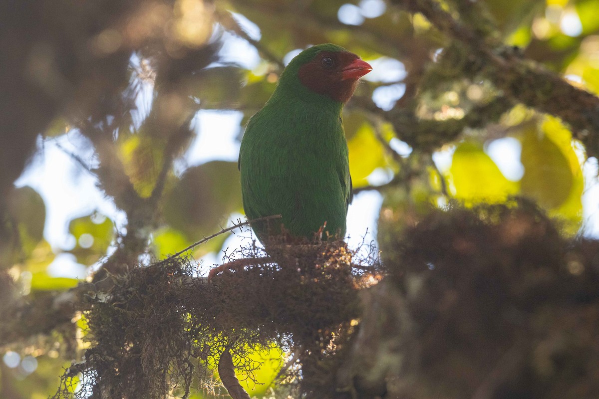 Grass-green Tanager - ML626497501