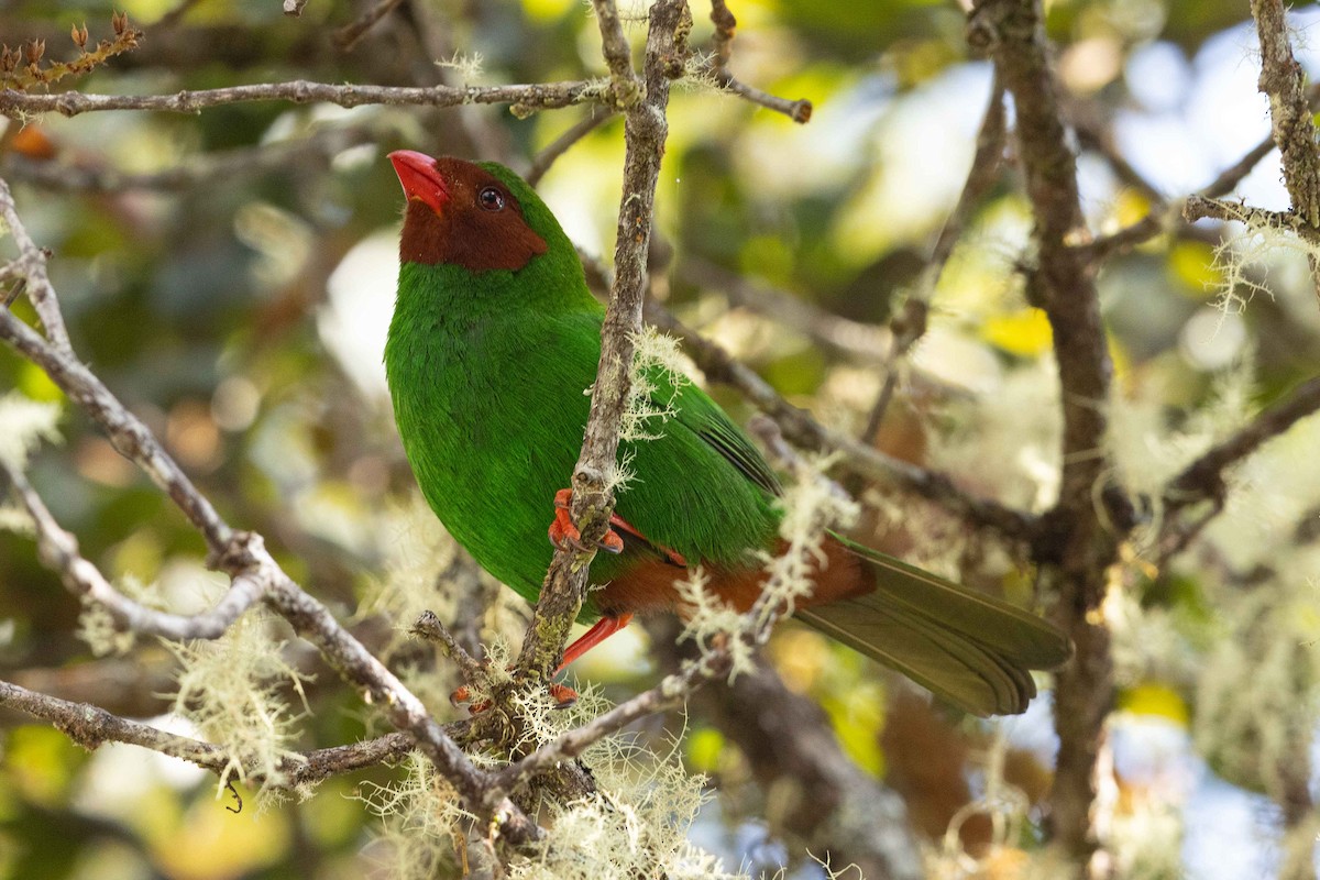 Grass-green Tanager - ML626497502