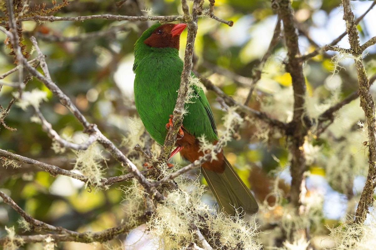 Grass-green Tanager - ML626497504