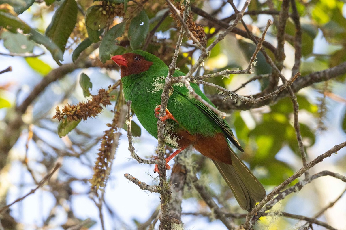 Grass-green Tanager - ML626497505