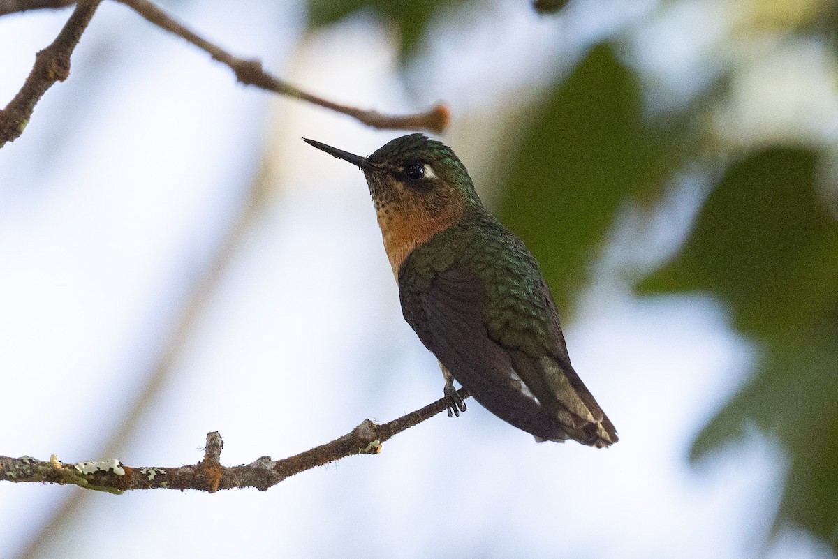 Rufous-capped Thornbill - ML626497573