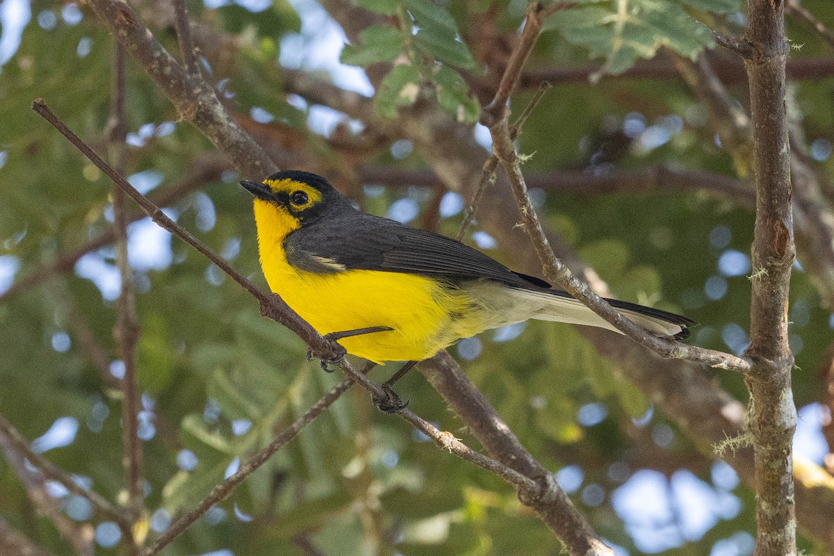 Spectacled Redstart - ML626497602