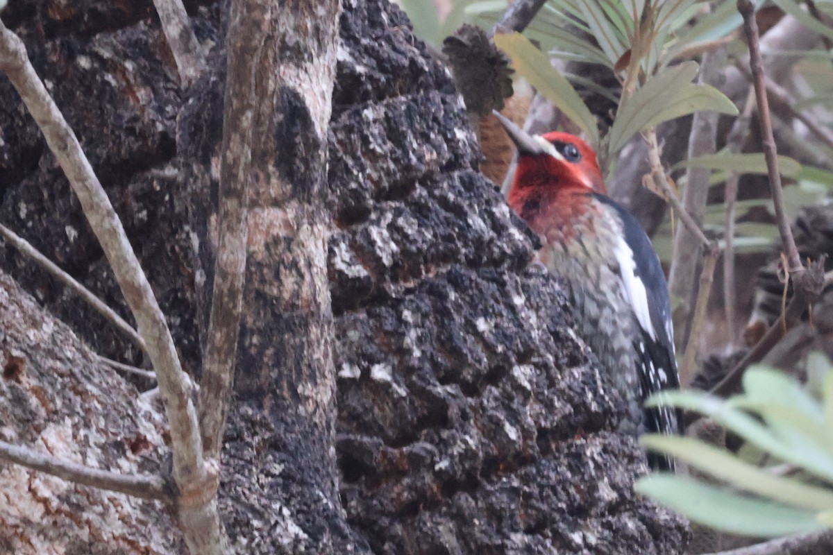 Red-breasted Sapsucker - ML626497628