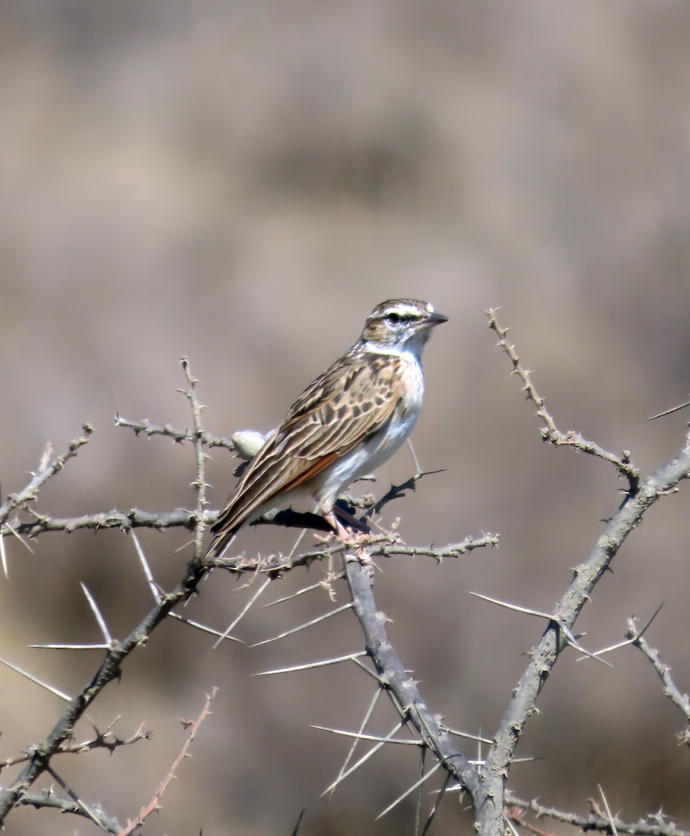 Fawn-colored Lark (Foxy) - ML626497668