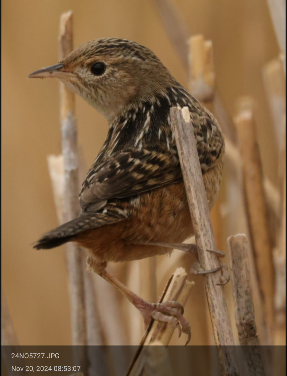 Sedge Wren - ML626497743