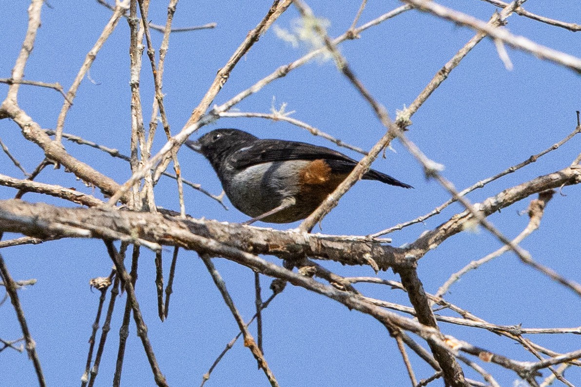 Gray-bellied Flowerpiercer - ML626497760