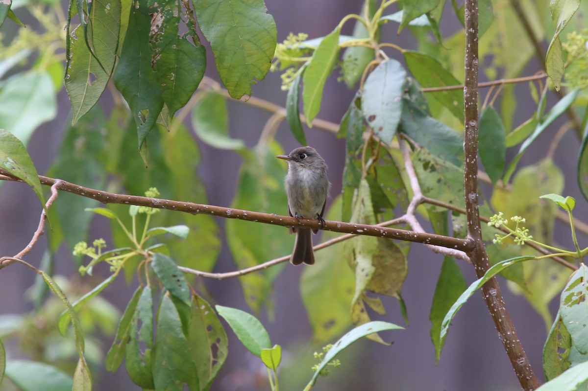 Cuban Pewee - ML626498291