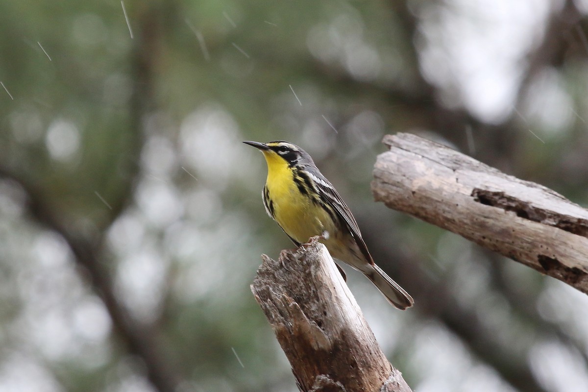 Bahama Warbler - ML626498301