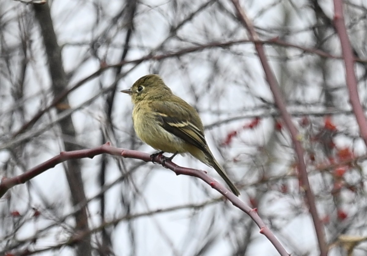Western Flycatcher - ML626498468