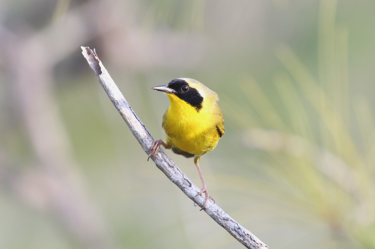 Bahama Yellowthroat - ML626498615