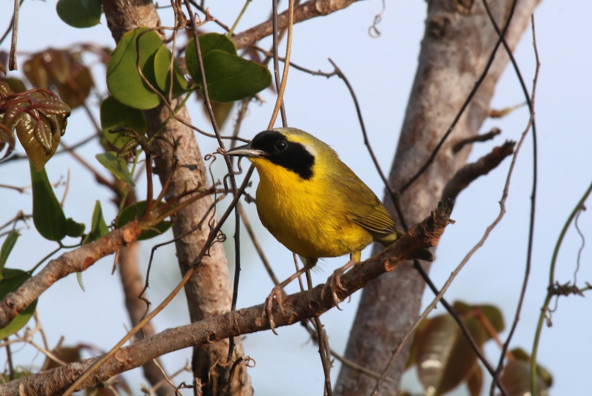 Bahama Yellowthroat - ML626498616