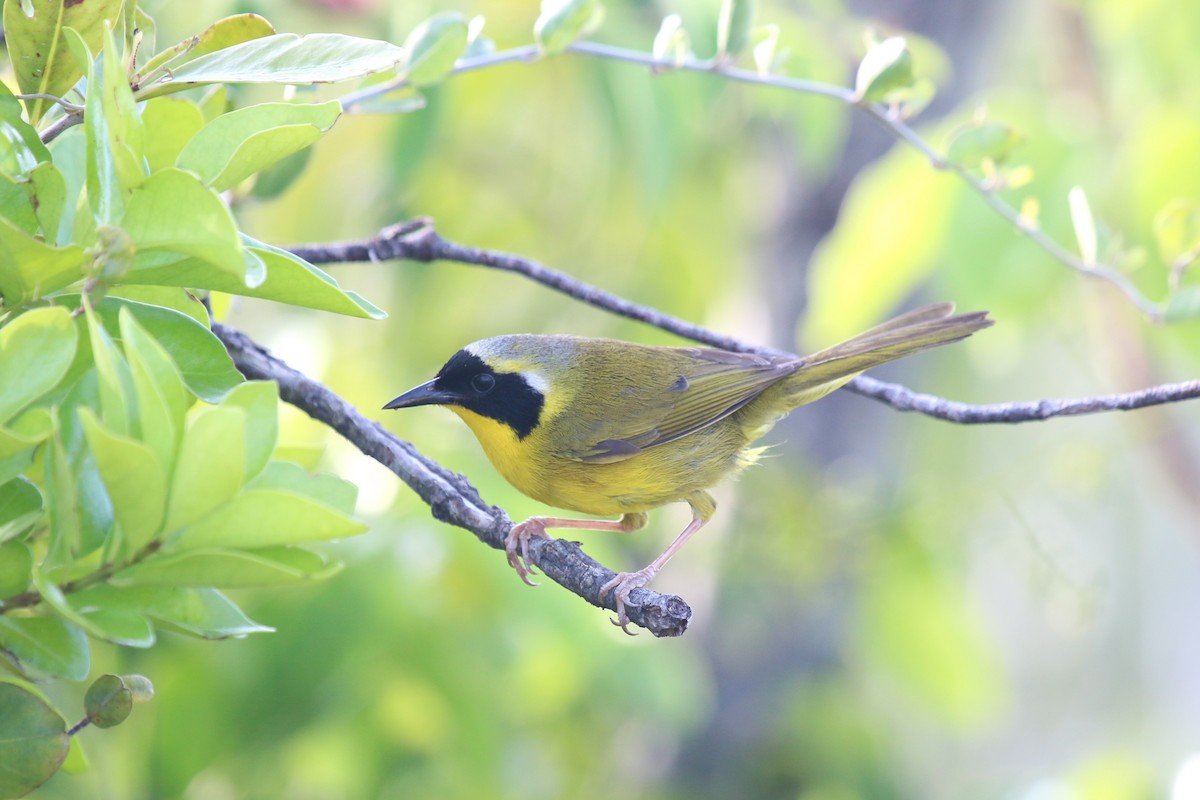 Bahama Yellowthroat - ML626498617