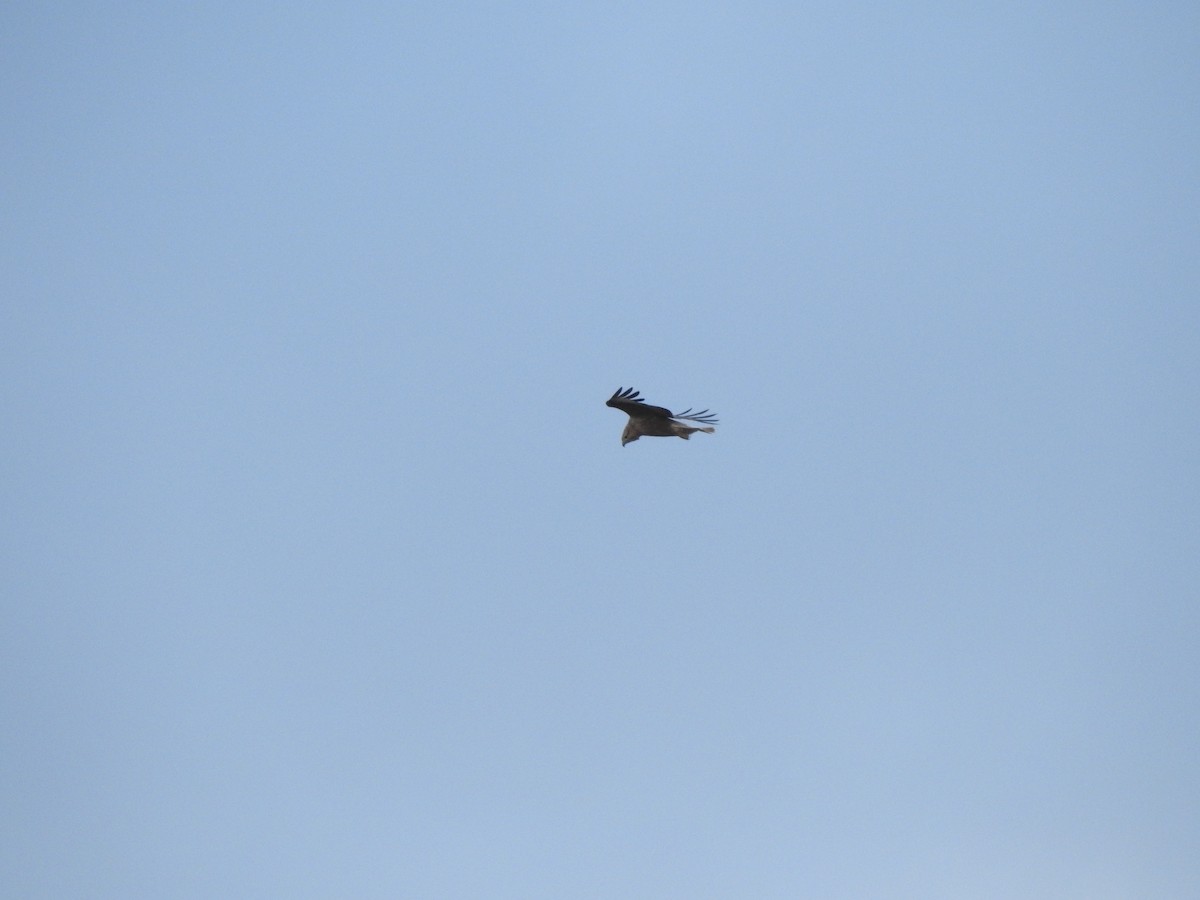 Long-legged Buzzard - ML626498730