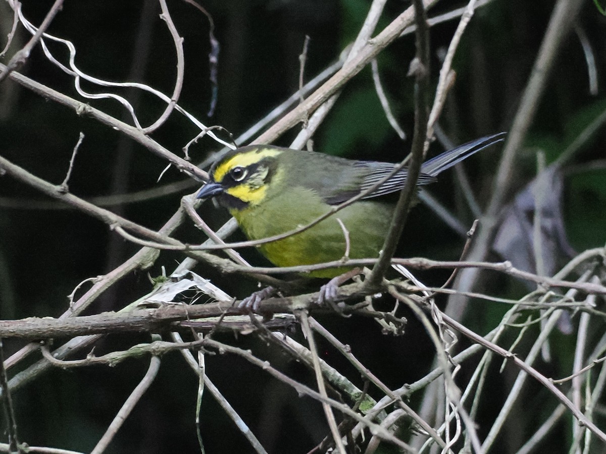 Yellow-striped Brushfinch - ML626498736