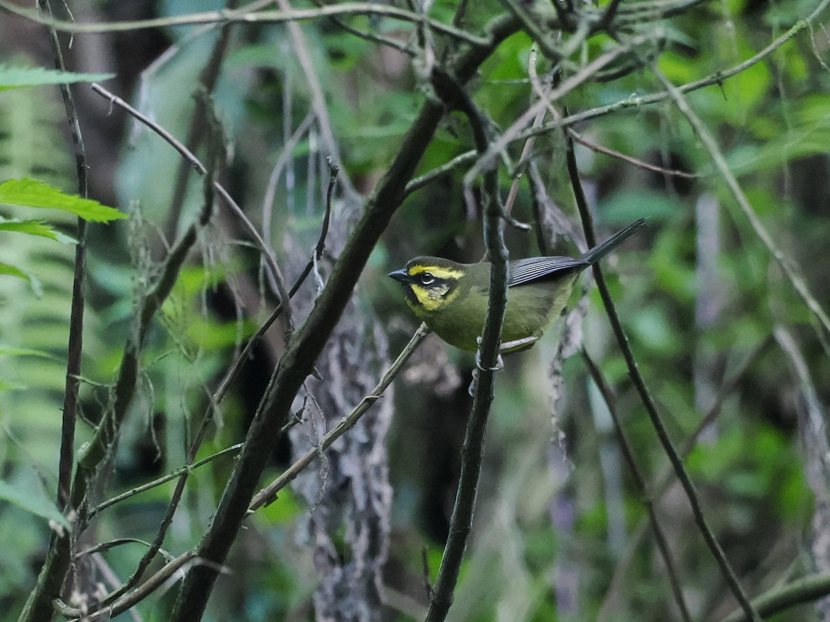 Yellow-striped Brushfinch - ML626498737