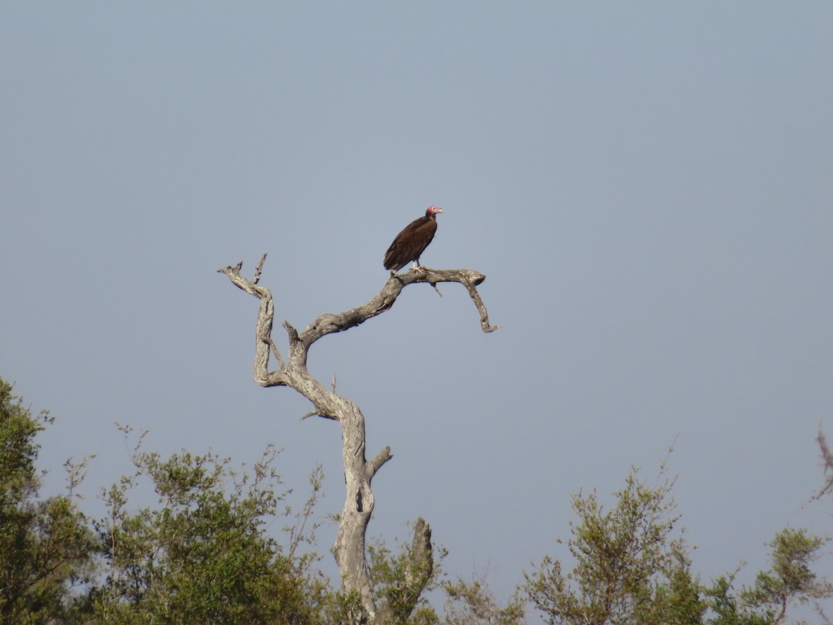 Lappet-faced Vulture - ML626498873